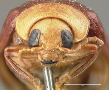 Media type: image; Entomology 18527   Aspect: head frontal view